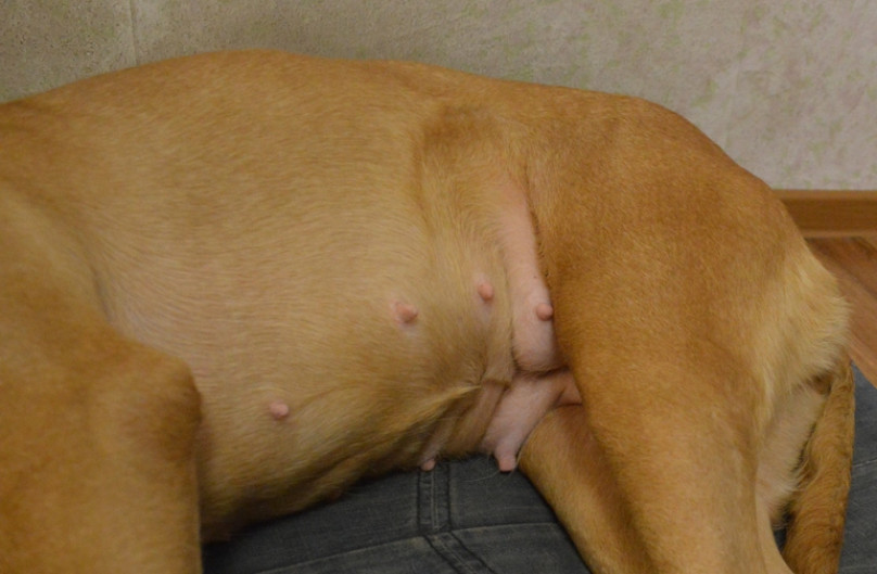Ложная беременность у собак: причины, признаки и способы избавления | блог ветклиники "беланта"