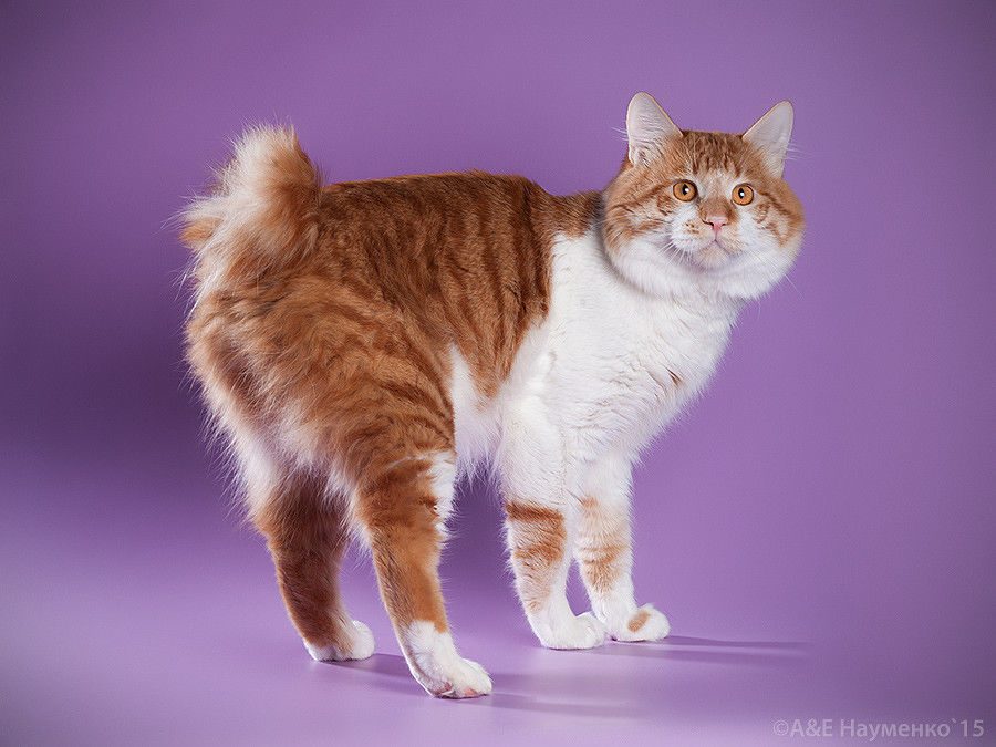 Кошки бобтейл (31 фото): характеристика котов и котят породы бобтейл, описание меконгской и карельской, тайской и других разновидностей