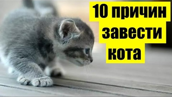 Заводить ли кота в квартире - 10 причин, почему стоит завести кота