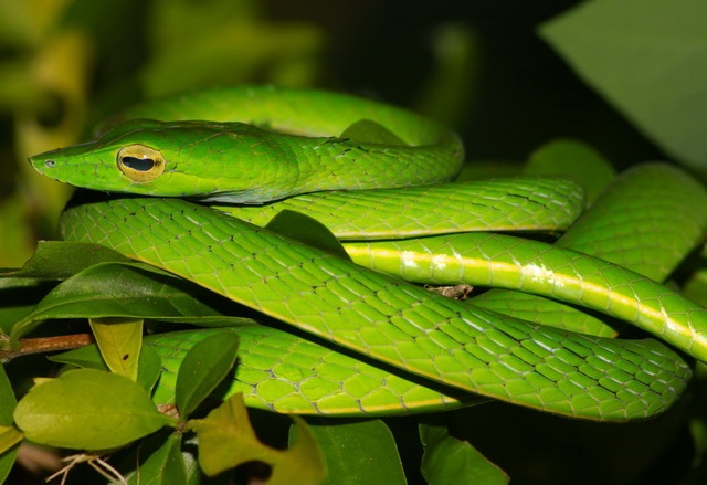 Плетевидная змея | описания и фото животных | некоммерческий учебно-познавательный интернет-портал зоогалактика