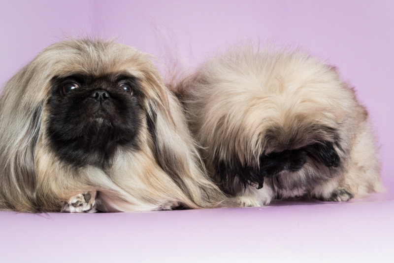 Пекинес: описание породы, характер собаки и щенка, фото, цена