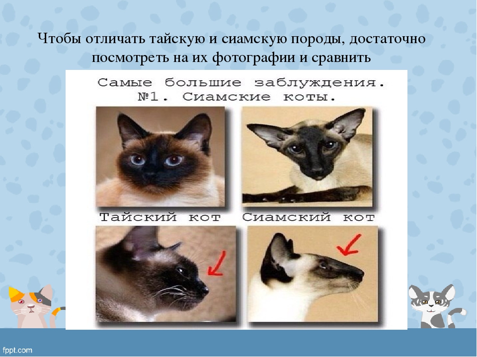 Сиамская кошка. описание, особенности, виды, характер, уход и цена сиамской породы | живность.ру