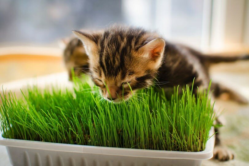 Трава для кошек: зачем нужна? какую можно давать кошкам и как вырастить ее дома +видео