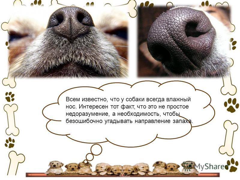Почему у собаки мокрый нос или почему у собаки отличный нюх