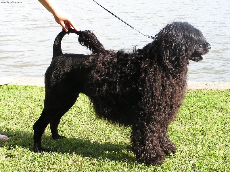 Португальская водяная собака: стандарт вассерхунда, внешность и характер породы, как содержать и ухаживать за кан даигуа, отзывы и фото