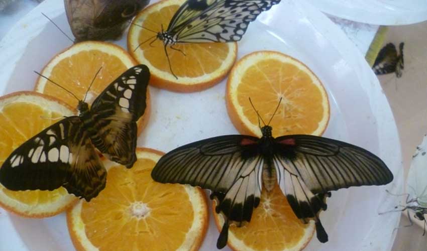 Что едят бабочки в домашних условиях?