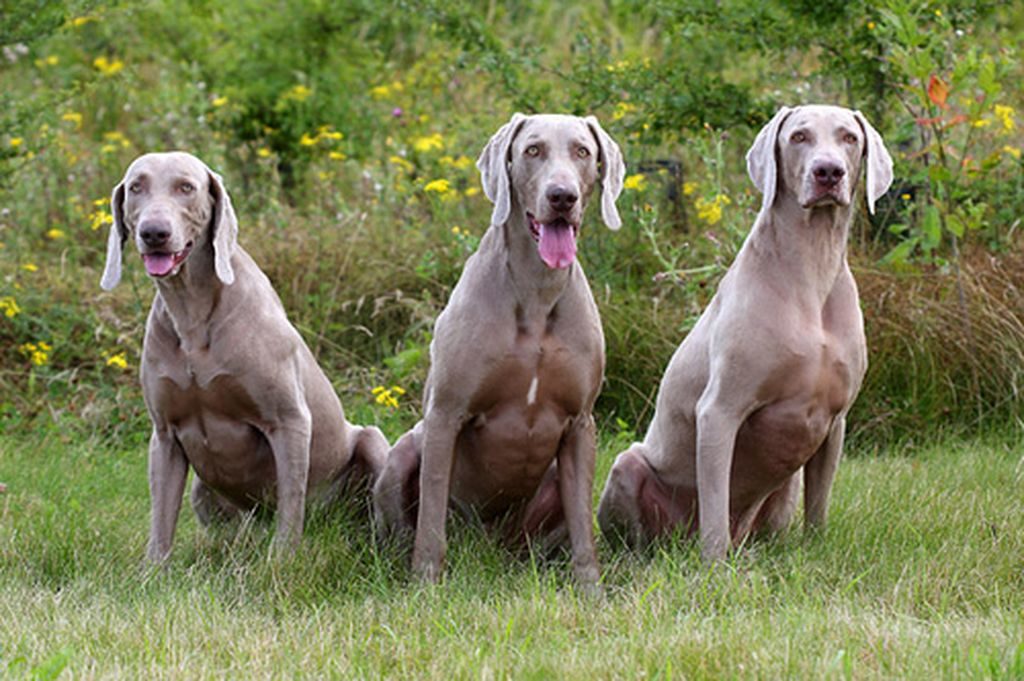 Характеристика собак породы веймаранер с отзывами и фото