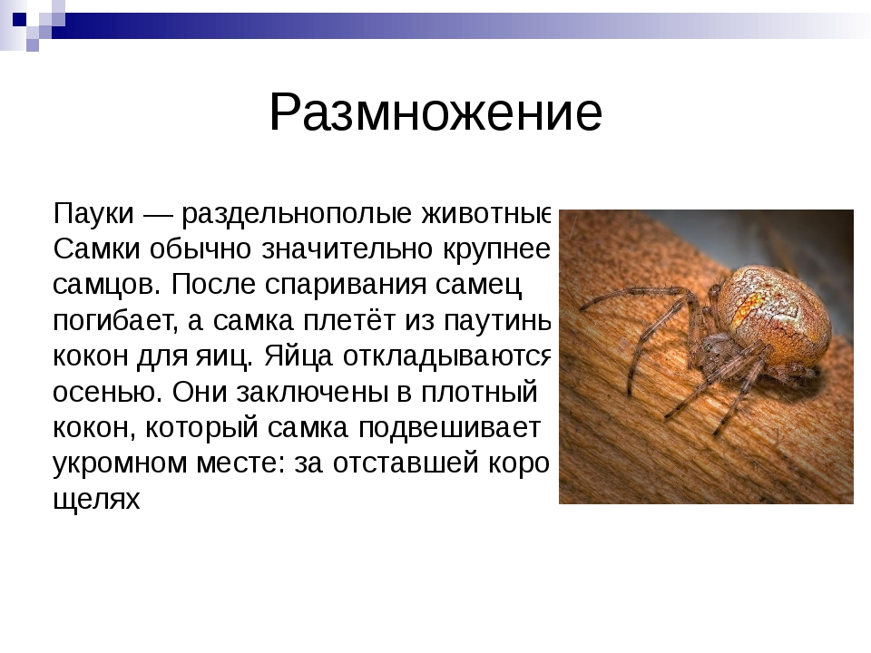 Южнорусский тарантул: как выглядит, где обитает, чем кормить в домашних условиях