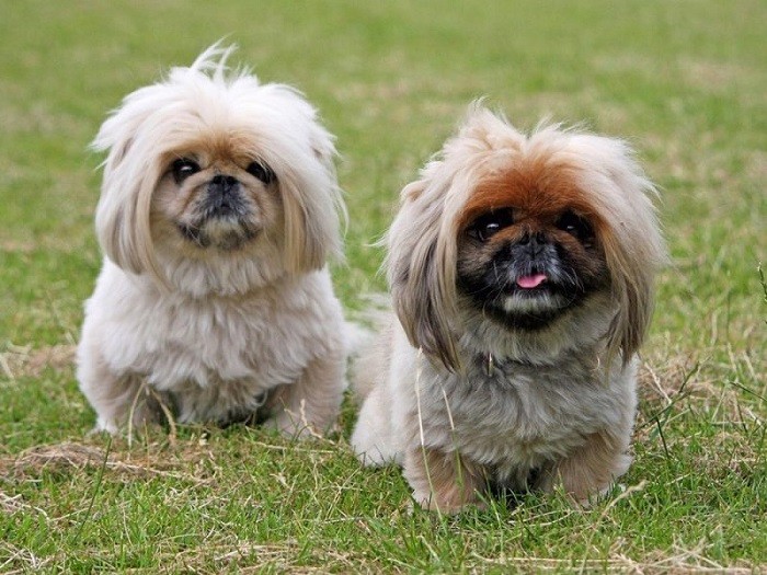 Пекинесы (89 фото): характеристика породы собак. как выглядят щенки? описание характера маленьких собак, отзывы владельцев