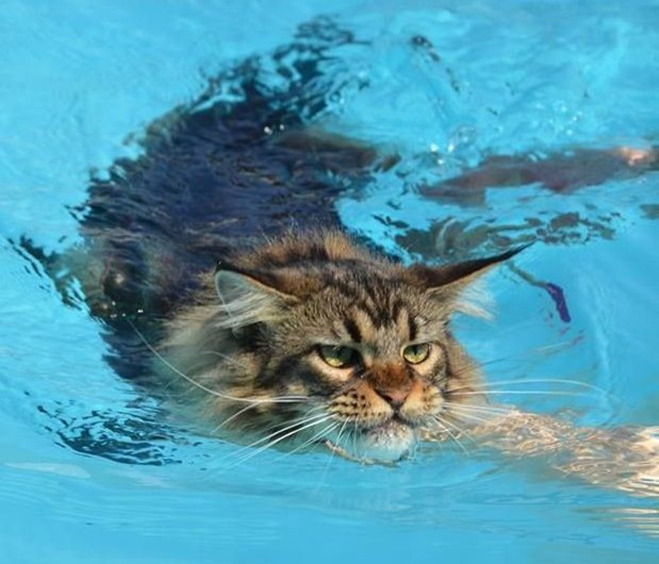 Кошки, которые любят воду и купание