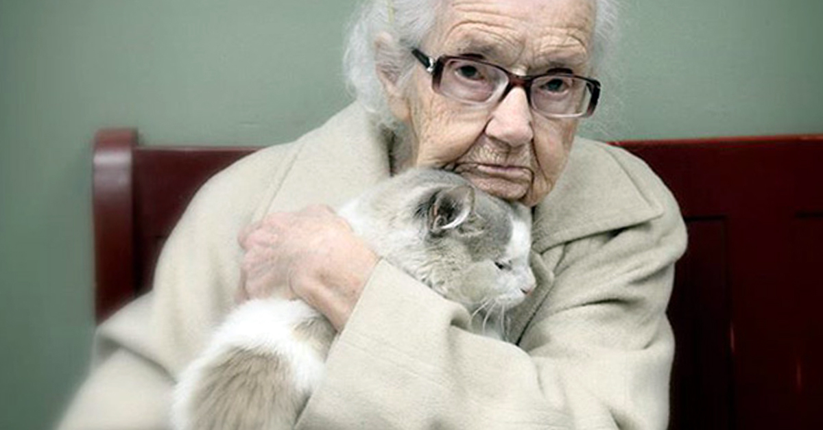 Как ухаживать за престарелыми кошками? | блог ветклиники "беланта"