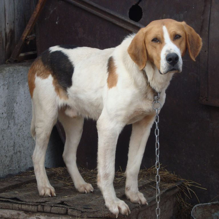 Русская пегая гончая: описание породы собак, цена щенков