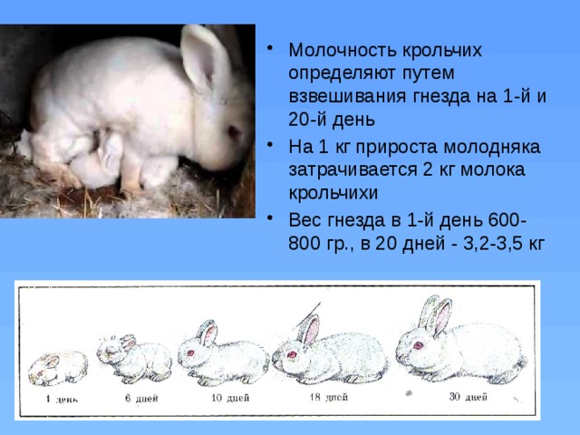 ᐉ кролик цветной карлик: описание породы - zooon.ru