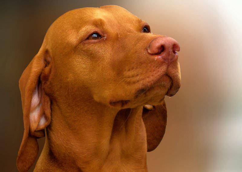 Венгерская выжла (38 фото): описание породы собак, характер щенков венгерской легавой, короткошерстная и жесткошерстная разновидности