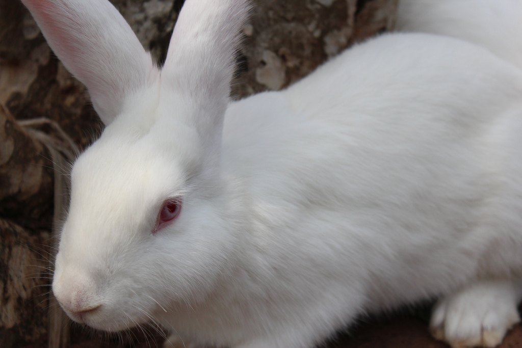 Кролик бельгийский великан — описание и фото, характеристика, разведение и содержание. | cельхозпортал