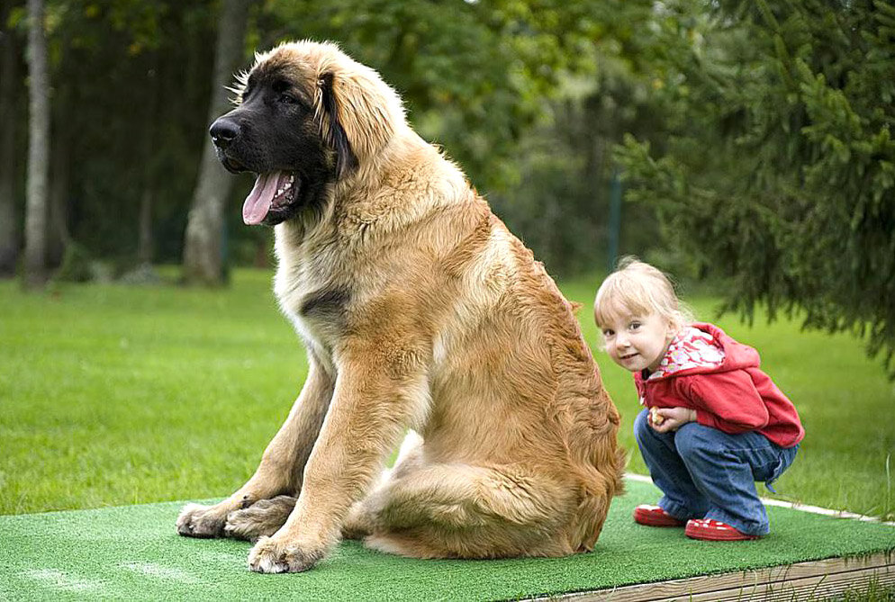 Самые большие собаки