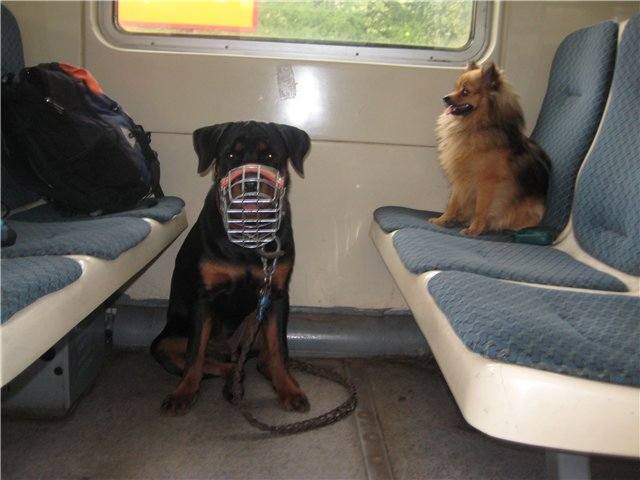 Как перевозить собаку в поезде? можно ли перевозить собаку в поезде — нужен ли билет?