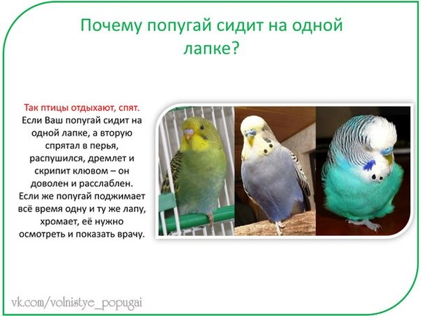 Не заводите дома волнистиков! - волнистые попугайчики, происхождение, уход, трудности содержания