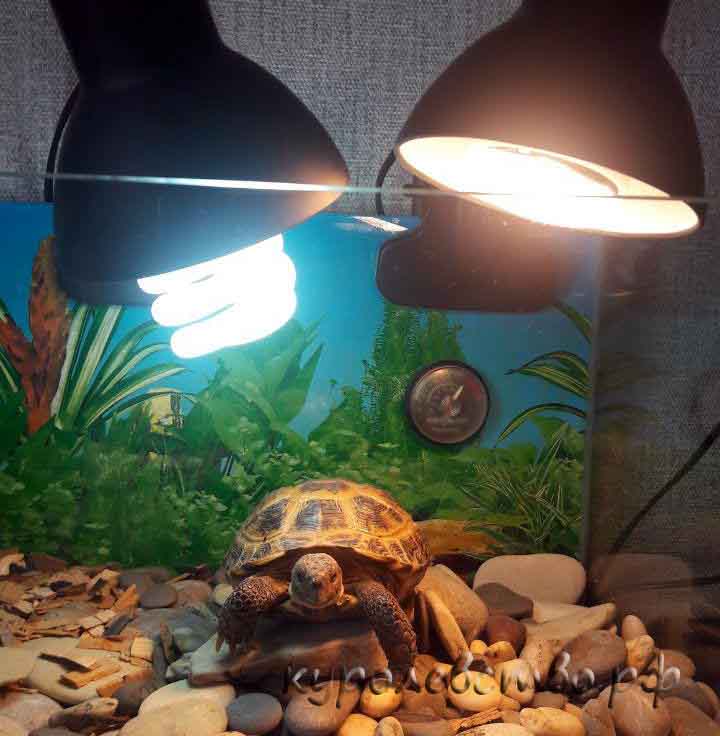 Уф лампа для черепахи. как сделать правильный выбор?