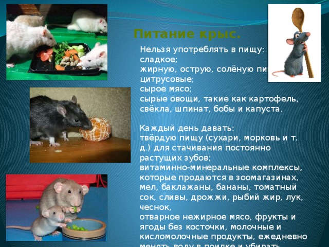 Чем кормить домашних крыс. список разрешенных и запретных продуктов — «vexsi» журнал — обо всём!