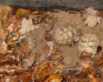 Красноухая черепаха зимой впадает спячку дома