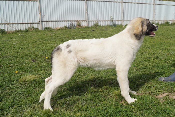 Торньяк: стандарт боснийской породы, особенности содержания и ухода за этими собаками, нюансы выбора щенков, фото и отзывы