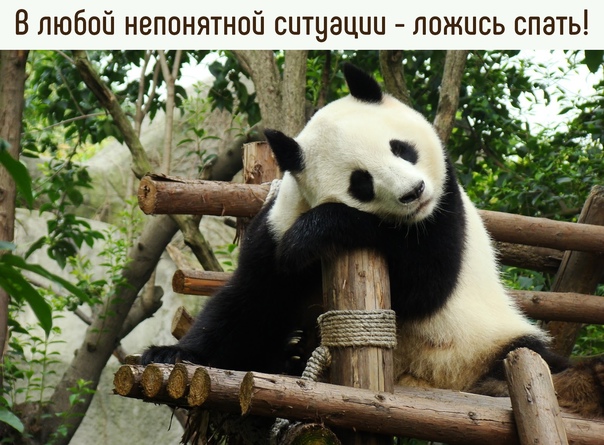 Панда животное. описание, особенности, образ жизни и среда обитания панды