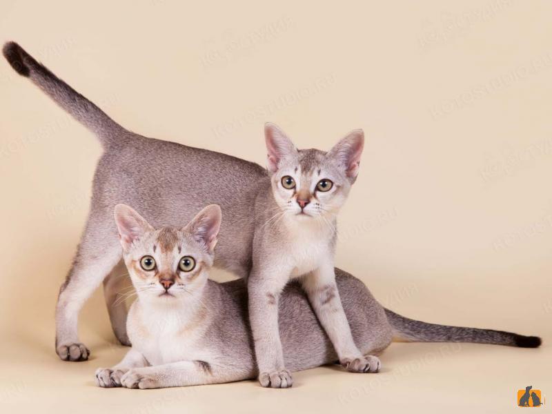 Сингапурские кошки и коты