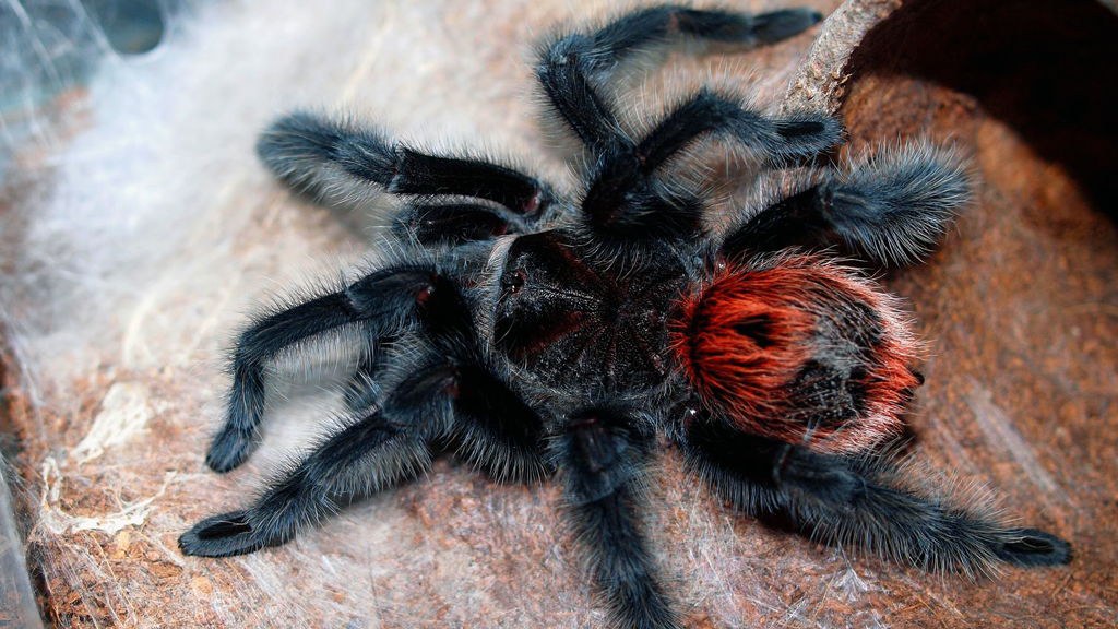 Внешний вид тарантула и последствия укуса паука