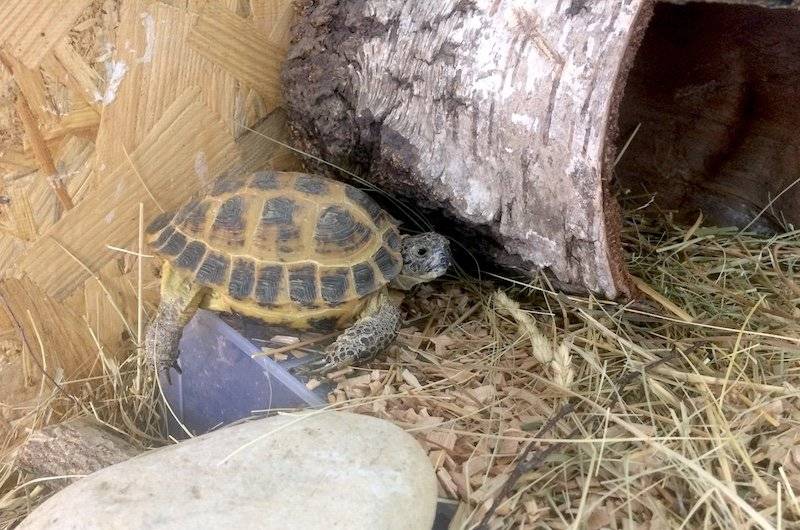 ᐉ спячка черепах в домашних условиях: как и когда черепашки уходят в спячку (фото) - zoopalitra-spb.ru