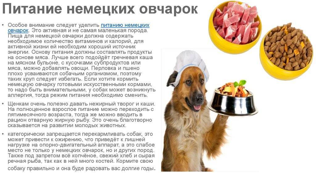 Чем нельзя кормить собаку | блог ветклиники "беланта"