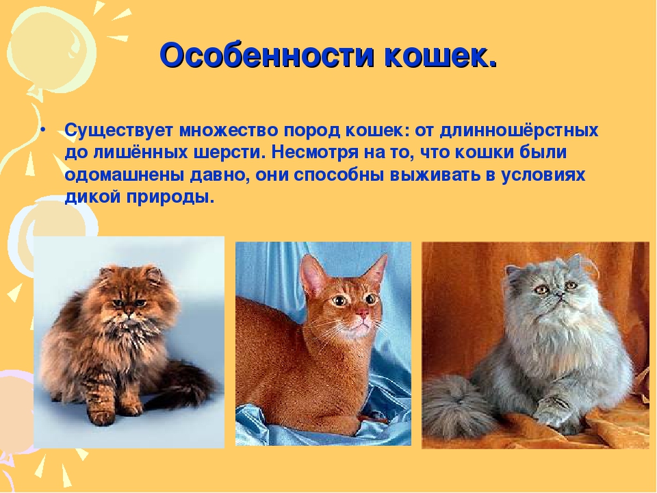 Сибирская кошка голубого окраса