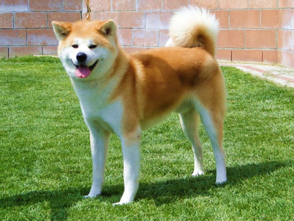 Японские породы собак: 6 чистокровных пород | блог ветклиники "беланта"