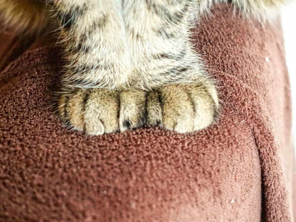 Зачем кошки мнут лапами человека, почему коты перебирают одеяло, делают массаж лапками