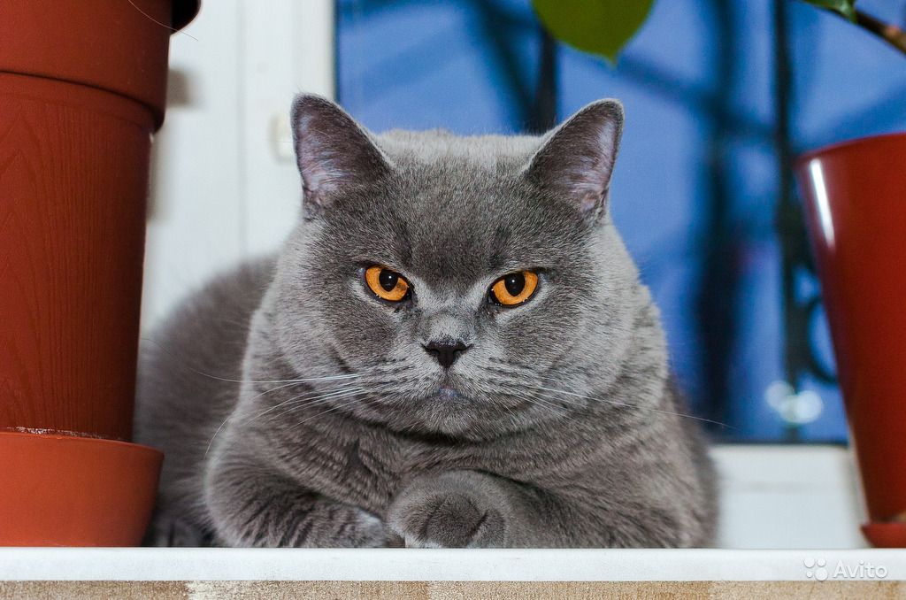 Окрасы британских кошек: фото, стандарты. виды окрасов британцев. группы окрасов британской породы кошек. окрасы британских котят с фото. категории окрасов британских котов.