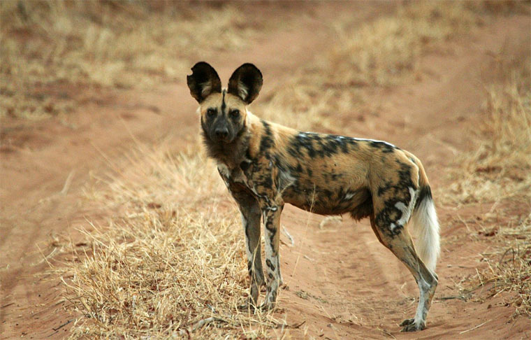 Родезийский риджбек (африканская львиная собака): фото, содержание и уход