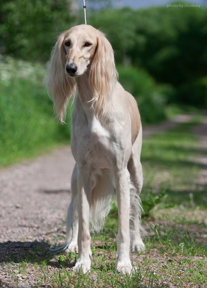 Салюки: характер собаки, дрессура персидской борзой