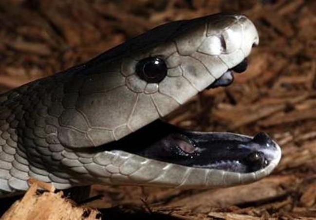 Топ-5 самых опасных ядовитых змей на планете