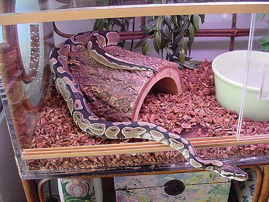 Домашние змеи: виды. уход и содержание