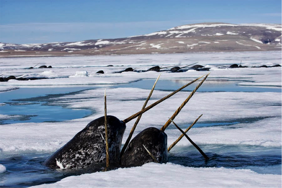 Гренландские киты - вики