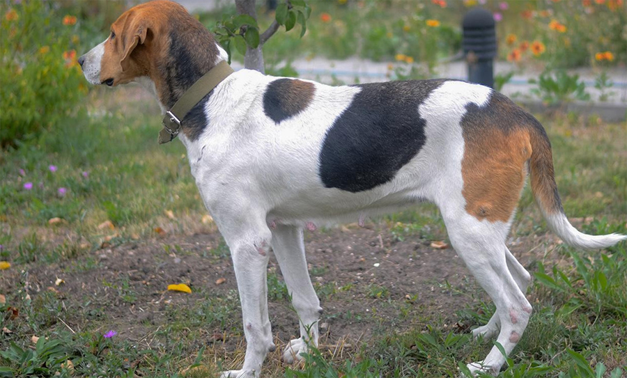Описание породы собак русская пегая гончая с отзывами и фото