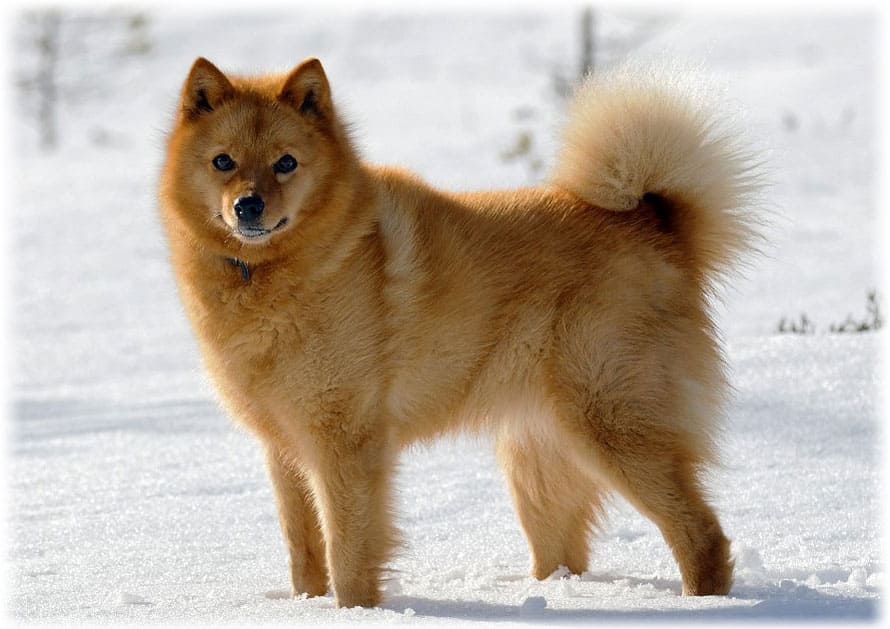 Карело-финская лайка (53 фото): описание породы финский шпиц, характеристика щенков и стандарты, охота с собакой, отзывы владельцев