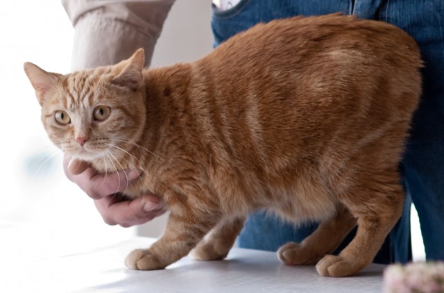 Коты породы пиксибоб — отличительные особенности кошки: цена, размер, здоровье и возможные болезни, допустимый окрас