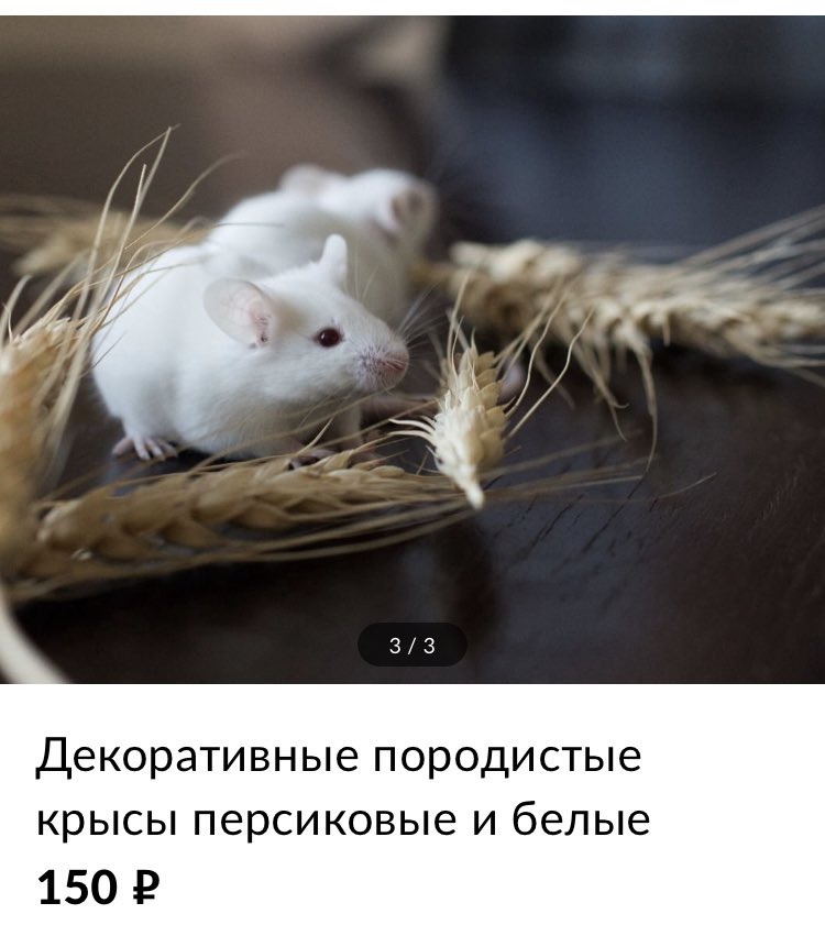 Что едят мыши в домашних условиях список