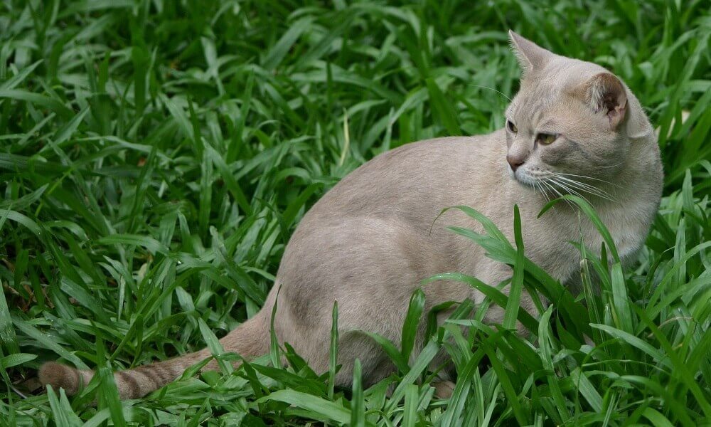 Австралийский мист кошка фото