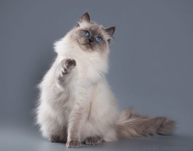 Невская маскарадная кошка: описание породы, история происхождения