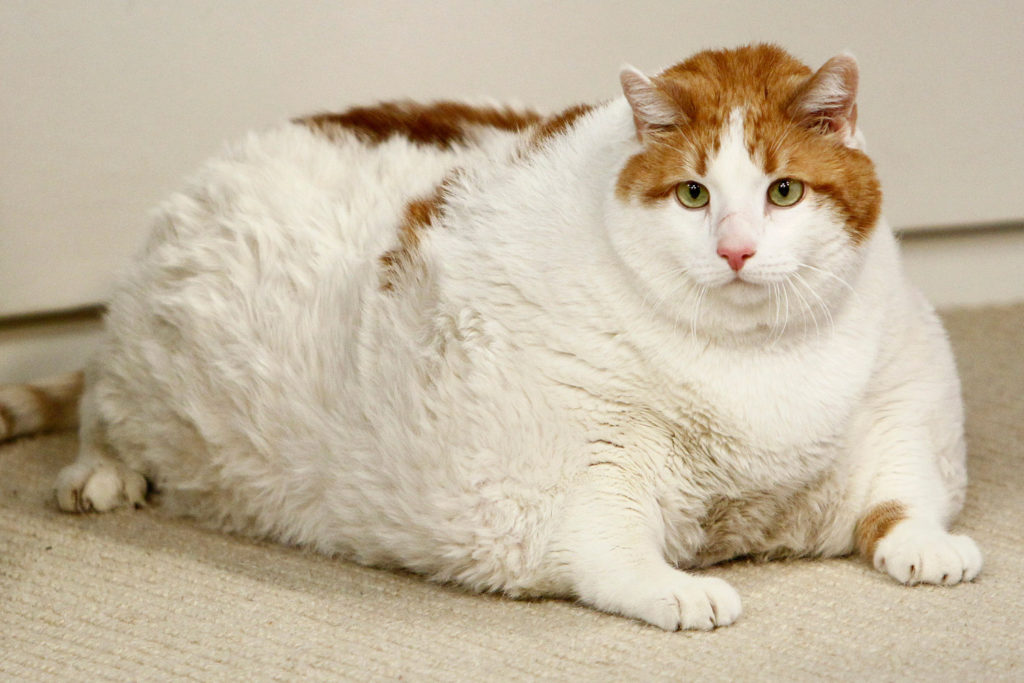 Самый толстый в мире домашний кот: рейтинг толстяков, причины полноты животного, полезна ли такая особенность для здоровья, фото