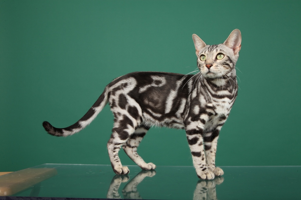 Пятнистая кошка: фото и название пород больших домашних котов с пятнами