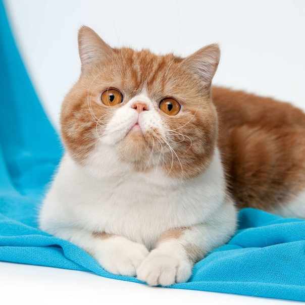 Экзотическая короткошерстная кошка : содержание дома, фото, купить, видео, цена