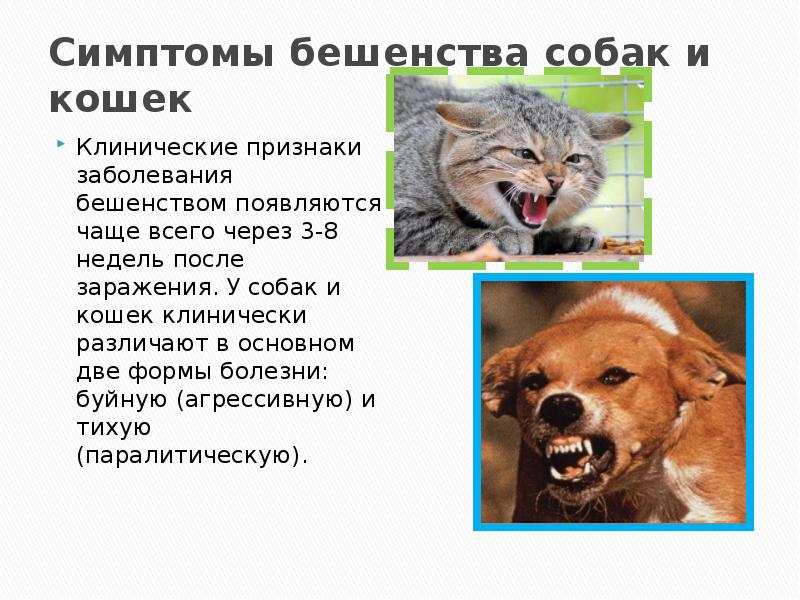 Бешенство у кошек: симптомы и признаки - pet-mir.ru